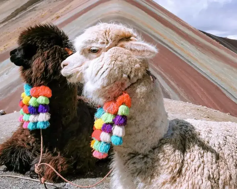 pexels-alexazabache-3879058